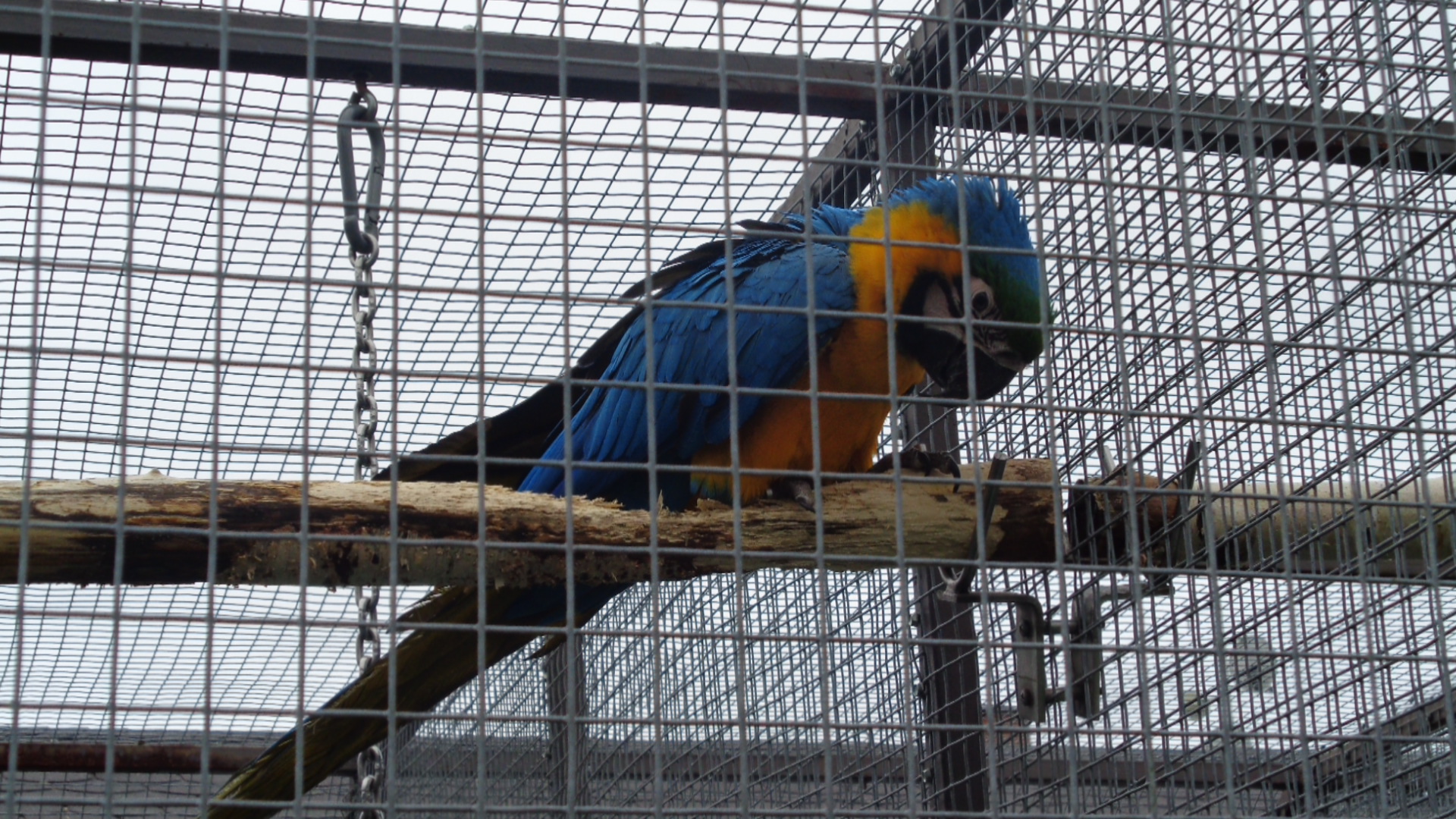 Ara ararauna